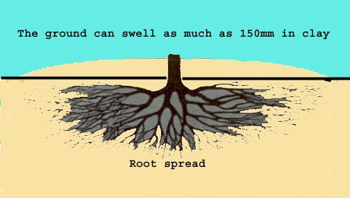 Tree Root Cross Section